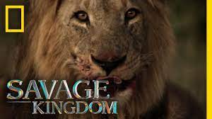 Sekekama The Colossal King Savage Kingdom Youtube National Geographic Wild African Lion Lion