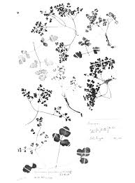 Image result for Deverra burchellii