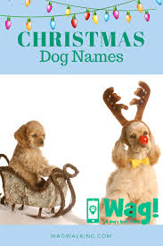 Holiday dog names don't have to start and end with christmas, of course, though christmas offers up plenty of inspiration. Christmas Dog Names Wag Dog Names Christmas Dog Top Dog Names
