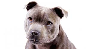 Is the #staffordshirebullterrier dog breed the right one for you? Staffordshire Bull Terrier Dog Breed Information American Staffordshire Bull Terrier Staffordshire Terrier Terrier Dog Breeds
