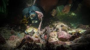 After years of swimming every day in the freezing ocean at the tip of africa, craig foster meets an unlikely teacher: In My Octopus Teacher A Filmmaker Finds An Unlikely Underwater Friend Npr