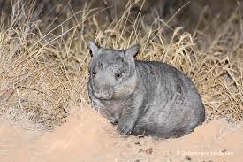 Image result for Northern hairy-nosed wombat