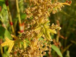 Image result for Dysphania schraderiana