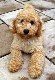 If you have puppies for sale please visit this page! Australian Labradoodles Labradoodles Uk Isn T This The Cutest Little Face You Ve Ever Seen Labradoodle Puppy Labradoodle Puppy Snuggles