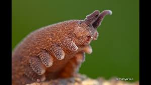 Image result for Otiophora