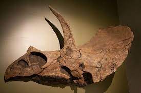 E Is For Eotriceratops Prehistoric Creatures Patterns In Nature Smithsonian