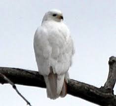Identification Small Birds Of Colorado Red Tailed Hawk Red Tailed Hawk Hawk Identification Hawk