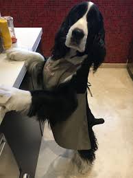 Pin On English Springer Spaniel