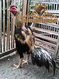 Apalagi bila ayam bangkok blorok mempunyai warna yang serasi antara kombinasi warna bulu dengan kaki dan paruh ayam. Ciri Khas Ayam Bangkok Wido Sabungayamonline Us