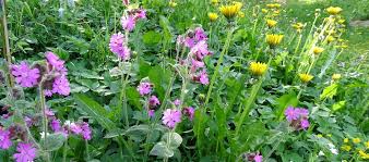 Beim nachbarn einbrechen wenn er im urlaub ist, die am übelst duftenden schuhe und socken raussuchen, die. Nachbarschaftsstreitigkeiten Vermeiden Fur Permakultur Gartner Permakultur Garten Blog