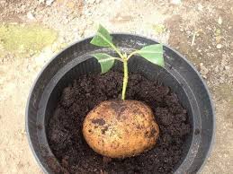 Stecklinge Vom Kirschlorbeer Ganz Einfach Selber Machen Youtube Stecklinge Heidelbeeren Pflanzen Bepflanzung