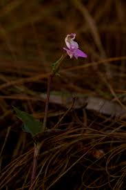 Image result for Disperis dicerochila