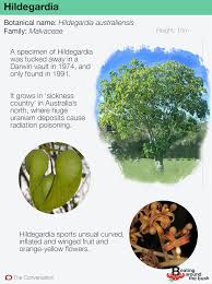 Image result for Hildegardia