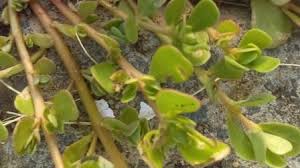 Other names for purslane plant include verdolaga, pursley, or red root. Purslane How To Get Rid Of Purslane In Your Yard The Delectable Garden