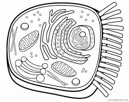 Are you looking for cell phone coloring page? Animal And Plant Cell Coloring Pages Printable Sheets Animal Cell Page New 2021 A 0026 Coloring4free Coloring4free Com