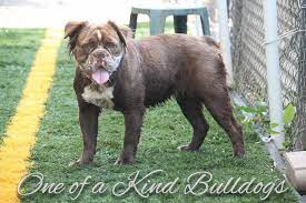 Many breeders of long haired french bulldogs have been putting these pups on the internet and are gaining popularity in the market. Furgie One Of A Kind Bulldogs