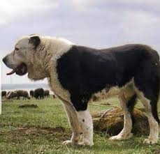 Alabai Alabai Dog Huge Dogs Dog Breeds