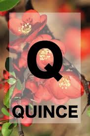 Thanks to botanists all known flowers have a name, even the more obscure ones. 26 Names Of Flowers In Alphabetical Order To Teach Your Kiddo Flower Names Flowers Kiddos