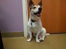 3752 s bristol st, santa ana. Gardner Animal Hospital 945 East Santa Fe Street Gardner Reviews And Appointments Topvet