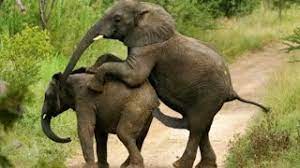 Though we take utmost care to only give you the high quality hd videos, sometimes we do make the exception when quality of sexual content is best and we thought it is good to show in even in 3gp. Mxtube Net Haati Ka Land Com Xxx Mp4 3gp Video Mp3 Download Unlimited Videos Download