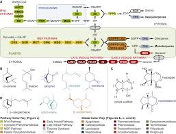 Hi, my name is carlos barbosa, i'm 27 years old, i live in recife and i'm a student of games development. Phylogenomic Mining Of The Mints Reveals Multiple Mechanisms Contributing To The Evolution Of Chemical Diversity In Lamiaceae Molecular Plant