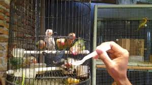 Jika teman teman ingin menekuni ternak burung lovebird sebagai modal dasar teman teman harus belajar apa saja yang harus di siapkan sebelum membeli burung lovebird. 6 Langkah Praktis Ternak Lovebird Di Rumah Sampai Berhasil