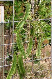 Image result for Psophocarpus grandiflorus