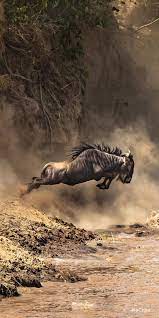 Pin By Levonda 2 On Living Being African Animals Photography Majestic Animals African Wildlife Photography