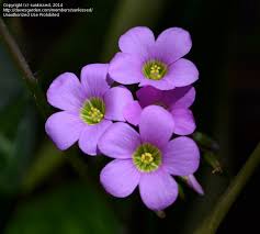 Image result for eustoma Balboa