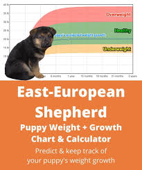 Find the perfect puppy for sale in nashville, tennessee at next day pets. East European Shepherd Weight Growth Chart 2021 How Heavy Will My East European Shepherd Weigh The Goody Pet