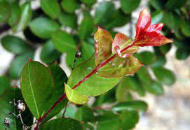 For starters, they are small — indeed, some of the new older varieties of crepe myrtle were affected by powdery mildew. Crape Myrtle Lagerstroemia Spp Powdery Mildew Pacific Northwest Pest Management Handbooks