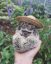 Perfect Day For Gardening Greenthumb Flowers Hedgehogs Cuteness Gardens Peaches The Hedgiehog On Insta Cute Hedgehog Hedgehog Pet Birds