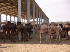 It is neither super popular nor a fad. Alain Farms Alainfarms Profile Pinterest
