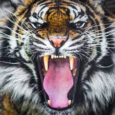 Tiger Roar Growling Sumatran Tiger Roaring Roar Growling Critically Endangered Sponsored Roaring Tiger E Tiger Roaring Sumatran Tiger Tiger Pictures