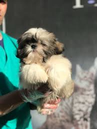 Richie Feierman Adli Kullanicinin Shih Tzu Panosundaki Pin Shih Tzu Evcil Hayvanlar Yavru Kopek