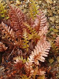Image result for Drynaria volkensii