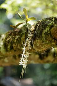 Image result for Aerangis