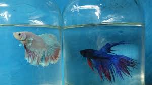 Ikan hias cupang jantan memiliki gerakan yang lincah bentuk tubuh cupang jantan lebih langsing dibanding cupang betina cupang jantan memiliki ekor panjang dan mekar ketika didekatkan dengan cupang lain. Cara Membedakan Ikan Cupang Betina Dan Jantan Bisa Dilihat Dari Ciri Fisiknya Tribun Solo