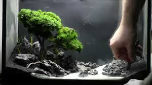 Bonsai Aquarium Acquario Bonsai Step By Step Aquarium Aquascaping Bonsai