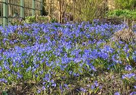 Image result for Scilla achtenii