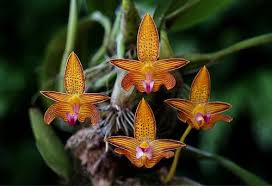 Image result for Bulbophyllum kivuense
