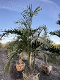 Maybe you would like to learn more about one of these? Suggestions On King Palm Placement Discussing Palm Trees Worldwide Palmtalk