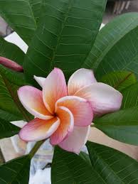 J105 Jungle Jacks Plumeria 2017