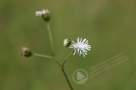 Image result for Adenostemma