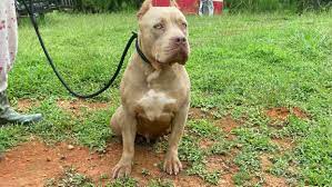 Man's best friend, dogs are probably persons favorite animal. Xl Xxl Pitbull Puppies For Sale Xl Pit Bulls Pitbull Puppies
