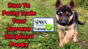 German Shepherd Puppy How To Potty Train Start Today German Shepherd Potty Training Tips Youtube