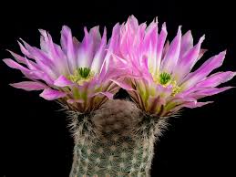 Check spelling or type a new query. 8 Pot Large Plant Echinobivia Rainbow Bursts Hybrid