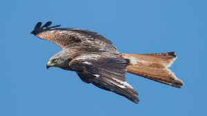 Bekijk het profiel van milan vogel op linkedin, de grootste professionele community ter wereld. Schon Wieder Geschutzter Vogel Bei Gunzenhausen Vergiftet Gunzenhausen Nordbayern