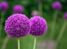 Hyacinth bulbs bloom in spring, producing clusters of tiny blue or purple flowers that resemble grapes. 100 Stunning Purple Flowers Types And Growing Tips Petal Republic