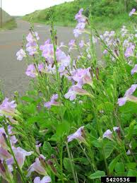 Image result for Asystasia gangetica